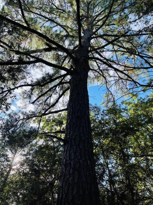 Вилла Bastrop Tiny Disc Golf Retreat Экстерьер фото
